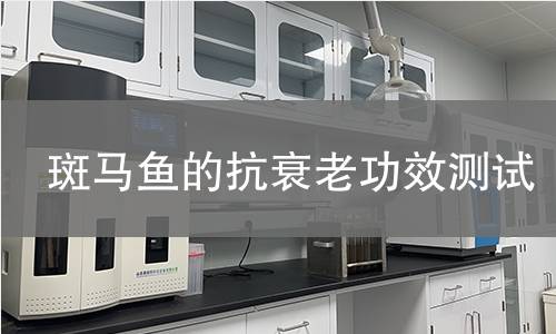 斑马鱼的抗衰老功效测试