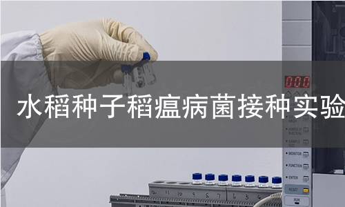 水稻种子稻瘟病菌接种实验